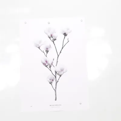 Poster van Magnolia
