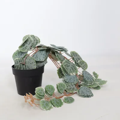 Konstgjord växt (Grön) från IKEA