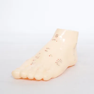 Anatomimodell (Beige)