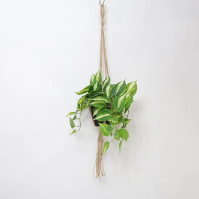 Ampel (Gullranka) från Clas Ohlson