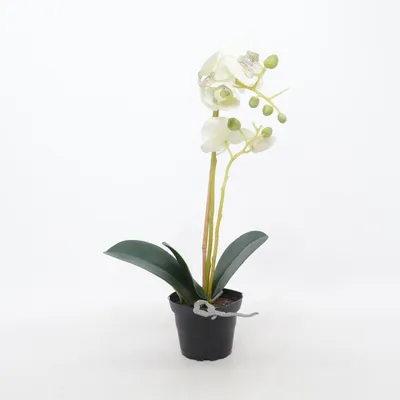 Artificial plant (White, Green)