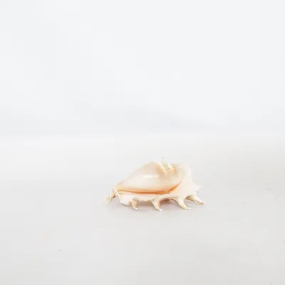 Skal (Beige)