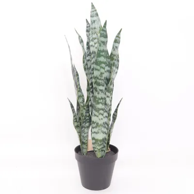 Kunstplant (Pot Plant Trifasciata) van Rusta