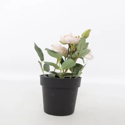 Artificial plant (FEJKA) from IKEA