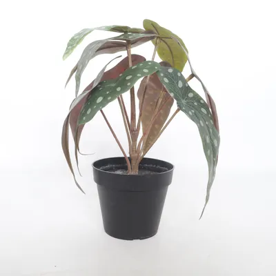 Artificial plant (Green, White) from IKEA