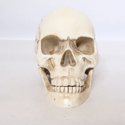 Anatomy model (Beige)