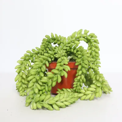 Artificial plant (Green)