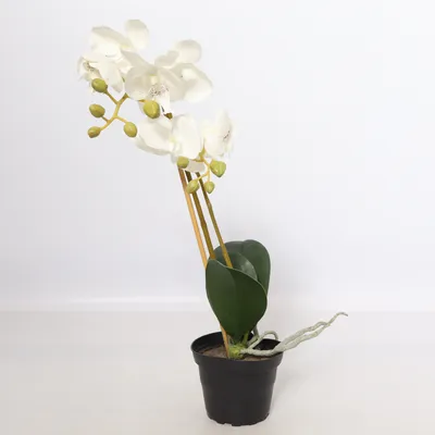 Kunstplant (Wit, Groen)