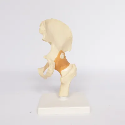 Anatomimodell (Beige)