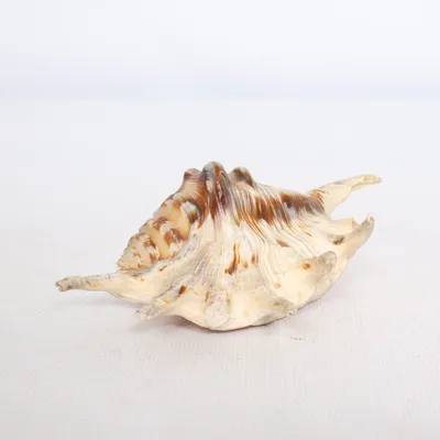Coquillage (Beige, Marron)