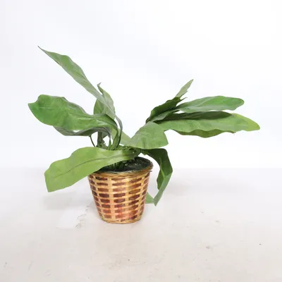 Kunstig plante (Grøn, Brun)