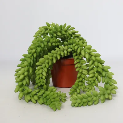 Artificial plant (Donkey's Tail Bush)