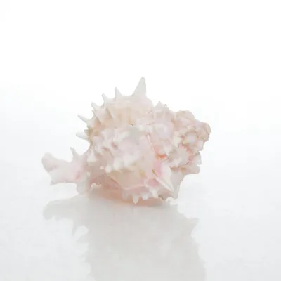 Shell (White, Pink, Multicolored)