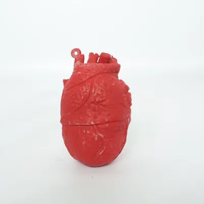 Anatomy model (Red)