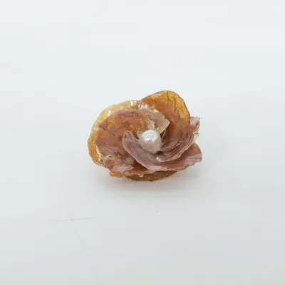 Brosch (Brun) Snäckor