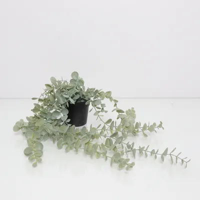 Konstgjord växt (Grön, Svart) från IKEA