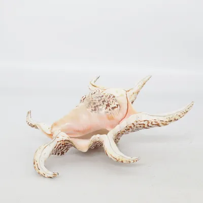 Coquillage (Marron, Blanc, Multicolore)