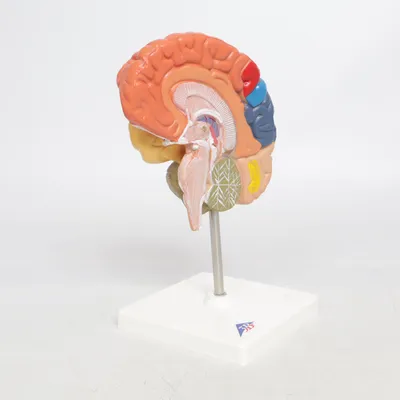 Anatomy model (Multicolored) from 3B Scientific