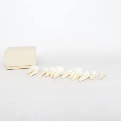 Anatomimodell (Zähne)