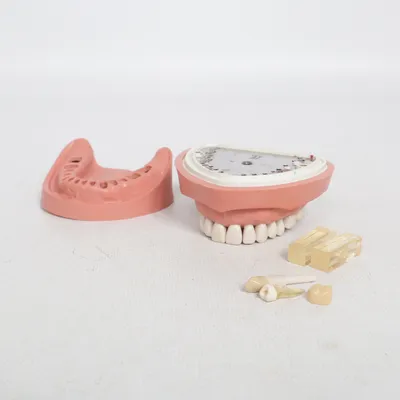 Anatomimodell (Beige, Transparent)
