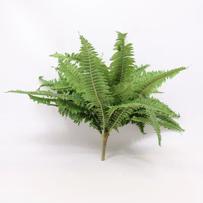Kunstplant (Groen)