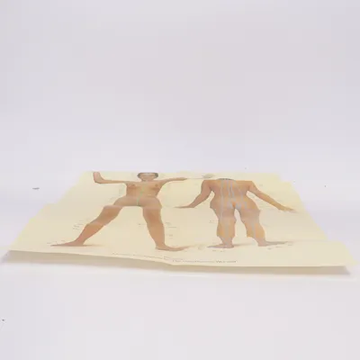Anatomimodell (Beige)
