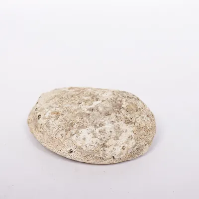 Schelp (Meerkleurig)