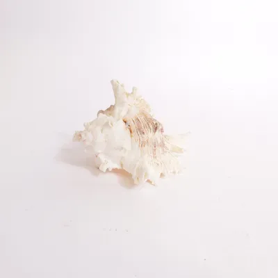 Skal (Hvid, Brun)