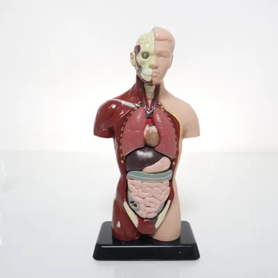 Anatomie model (Meerkleurig) van Edu-Toys