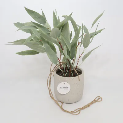 Herb pot (Beige, Green) from Maisons du Monde